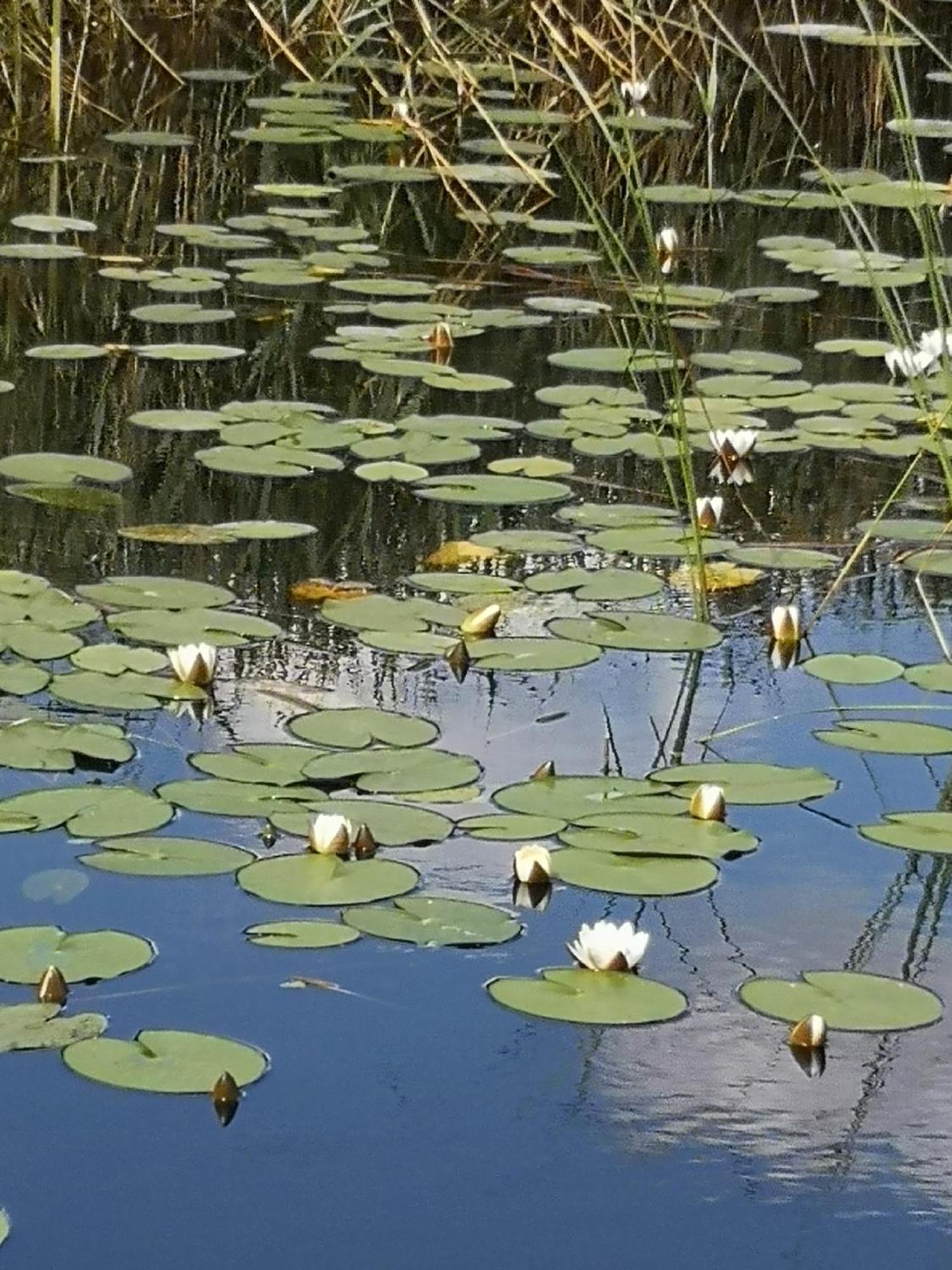 Dvinumajas Villa Balvi Bagian luar foto