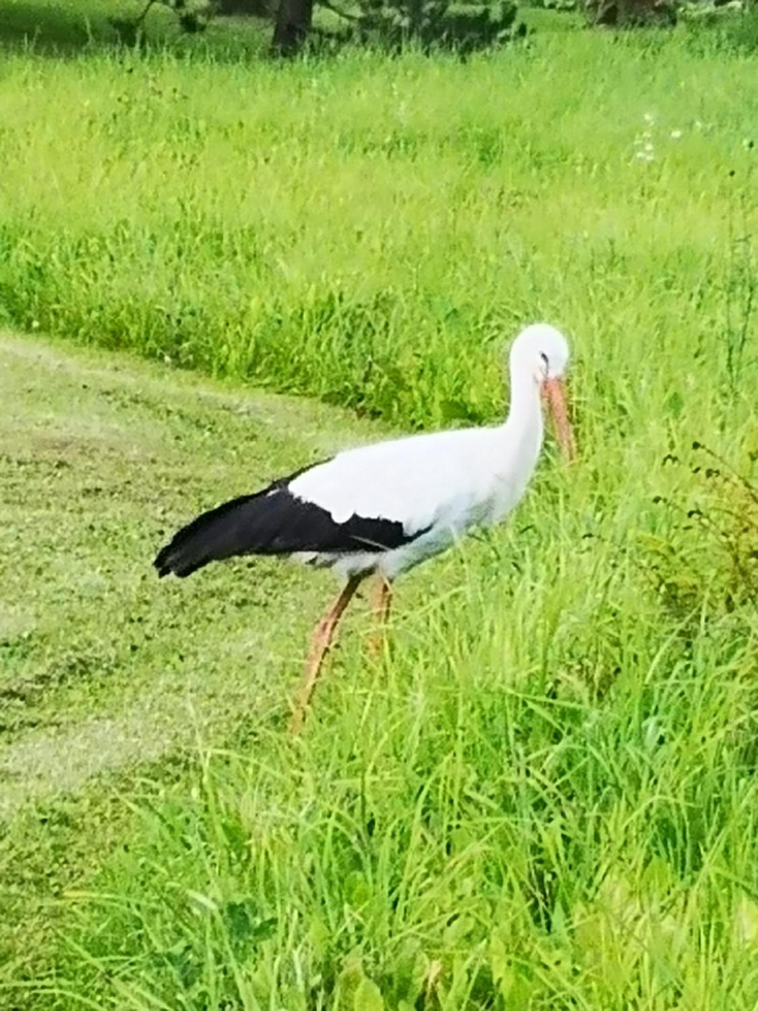 Dvinumajas Villa Balvi Bagian luar foto