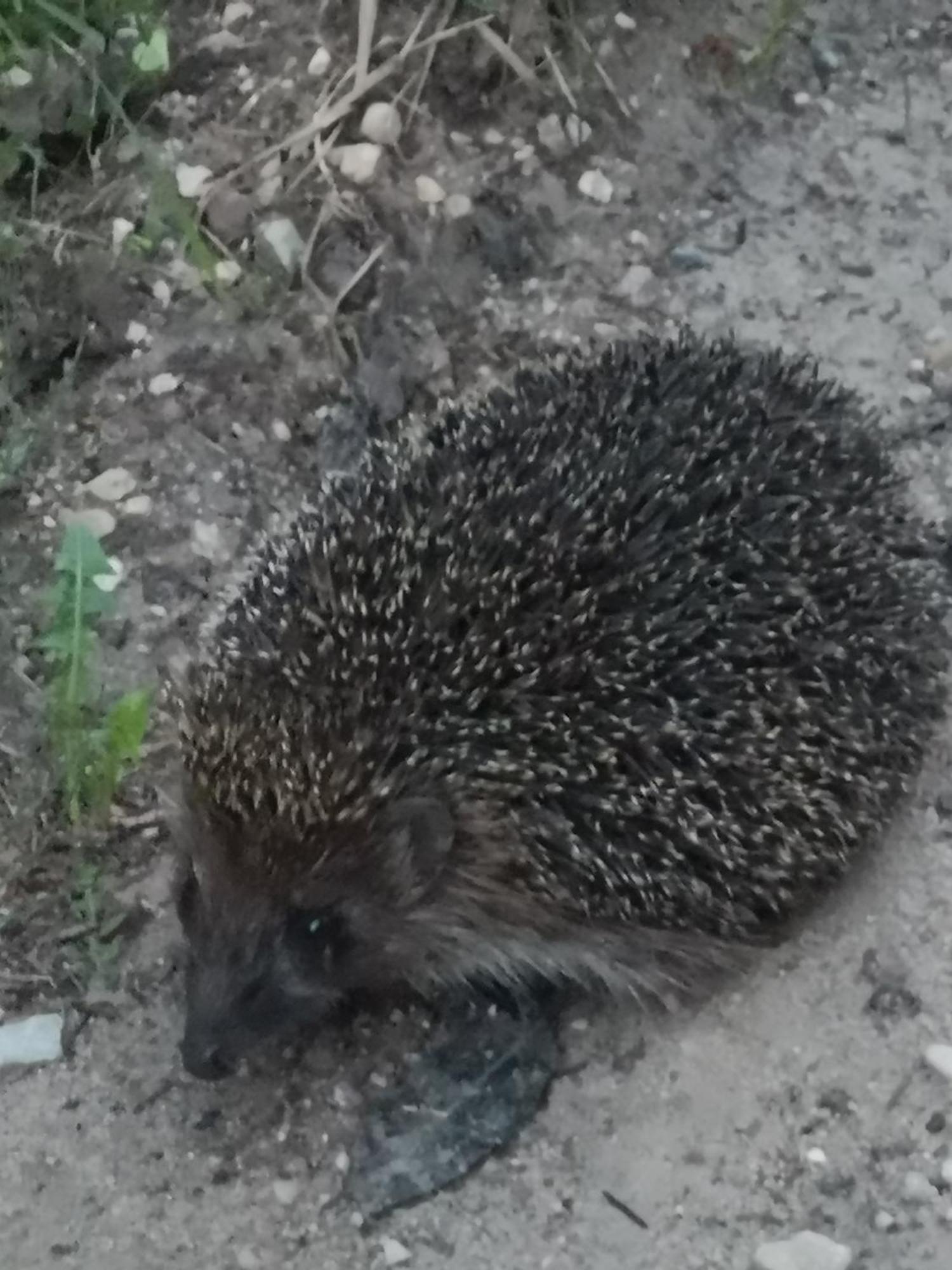 Dvinumajas Villa Balvi Bagian luar foto